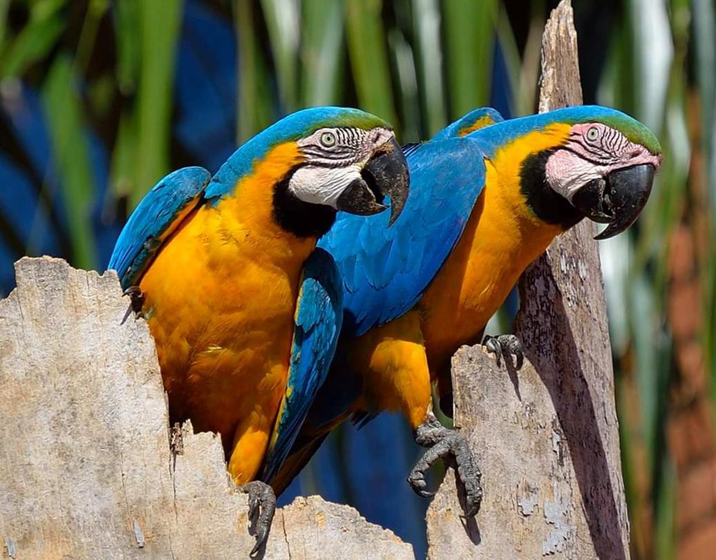 Gelbbrustara (Ara ararauna) - Exotische Vögel
