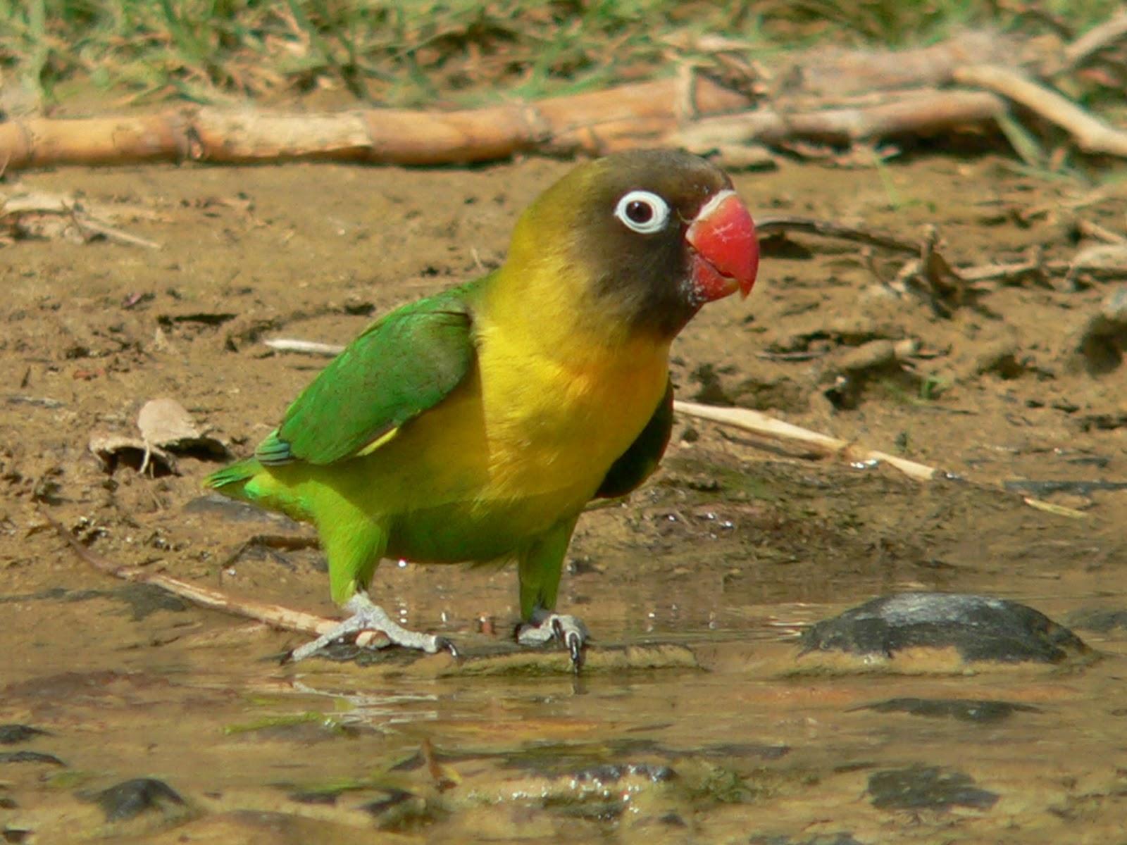 Rußköpfchen (Agapornis nigrigenis)