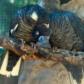 Baudins Weißohr-Rabenkakadu (Calyptorhynchus baudinii)