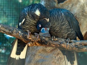 Baudins Weißohr-Rabenkakadu (Calyptorhynchus baudinii)