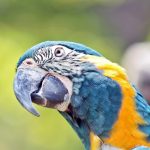 Exotische vögel - Unser Vergleichssieger 