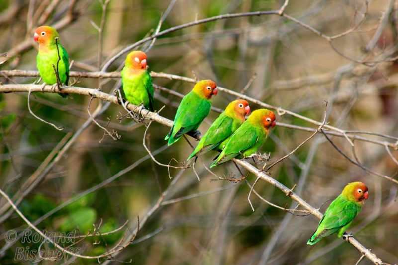 Erdbeerköpfchen (Agapornis lilianae)