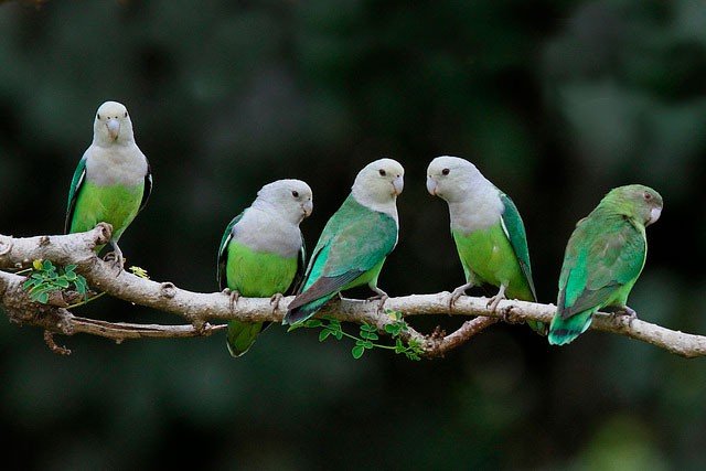 Grauköpfchen (Agapornis canus) gruppe