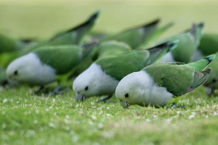 Grauköpfchen (Agapornis canus)