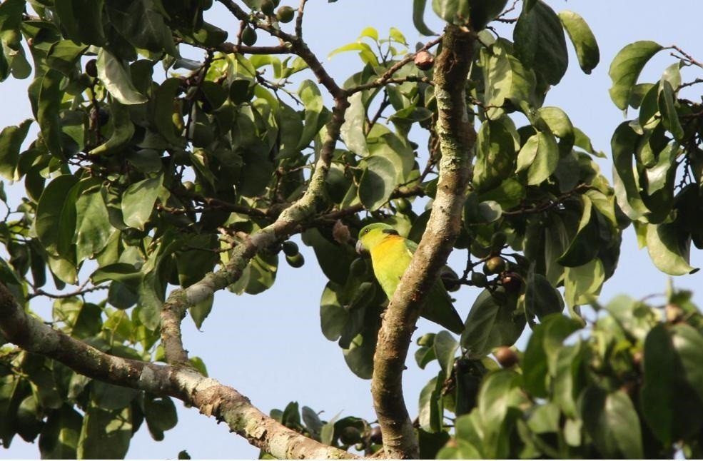 Grünköpfchen (Agapornis swindernianus)