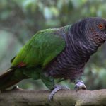 Imperial_PArrot_PM-800x560