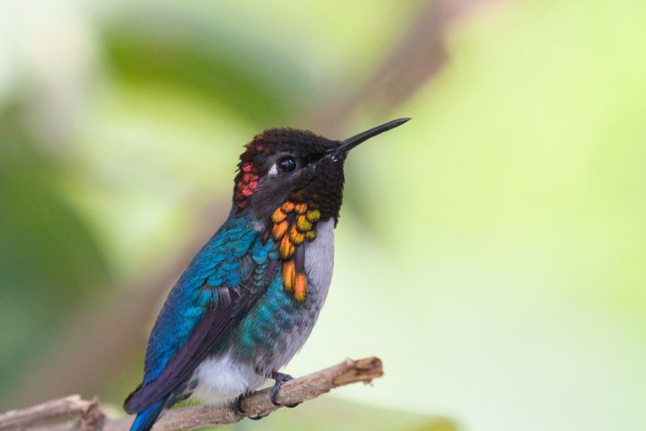 Kolibris (Trochilidae)