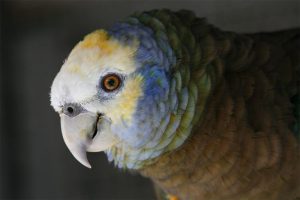 Königsamazone (Amazona guildingii)