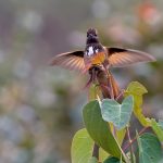 Rotbrust-Andenkolibri (Aglaeactis castelnaudii) oder Weißbüschelkolibri