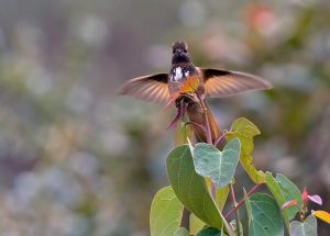 Rotbrust-Andenkolibri (Aglaeactis castelnaudii) oder Weißbüschelkolibri