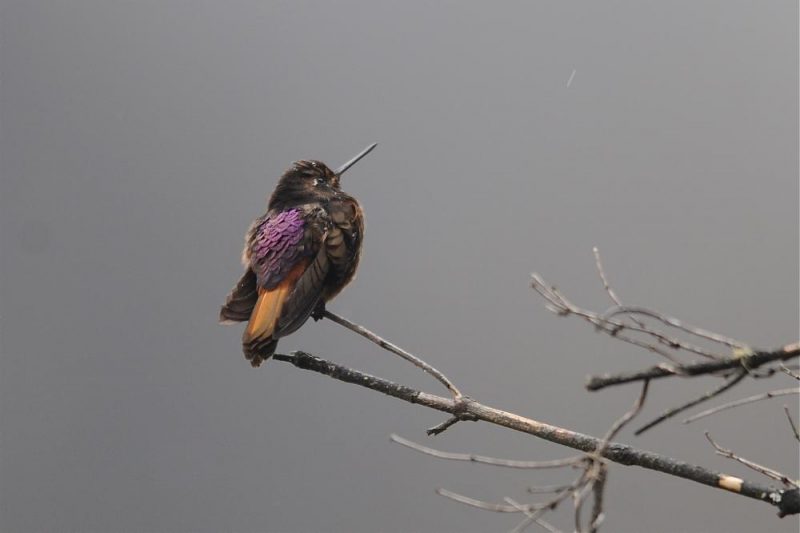 Rotbrust-Andenkolibri (Aglaeactis castelnaudii)