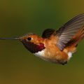 Rotrücken-Zimtelfe oder Fuchskolibri (Selasphorus rufus)