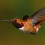 Rotrücken-Zimtelfe oder Fuchskolibri (Selasphorus rufus)