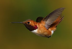 Rotrücken-Zimtelfe oder Fuchskolibri (Selasphorus rufus)