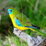 Exotische vögel - Alle Auswahl unter der Menge an Exotische vögel