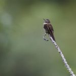 Weißbrust-Andenkolibri