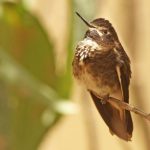 Weißbrust-Andenkolibri (Aglaeactis aliciae)