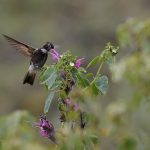 Weißbrust-Andenkolibri (Aglaeactis aliciae), auch als Purpurrückenkolibri