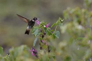 Weißbrust-Andenkolibri (Aglaeactis aliciae), auch als Purpurrückenkolibri