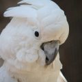 Weißhaubenkakadu (Cacatua alba)