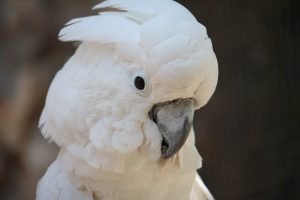 Weißhaubenkakadu (Cacatua alba)