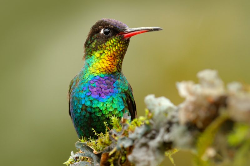 farbvoller kolibri