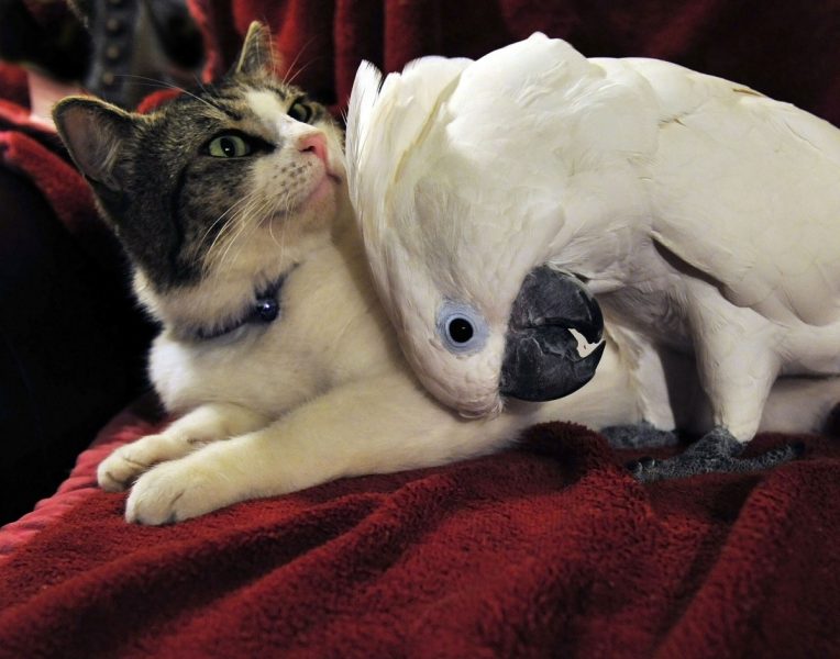 kakadu kuschelt mit einer katze
