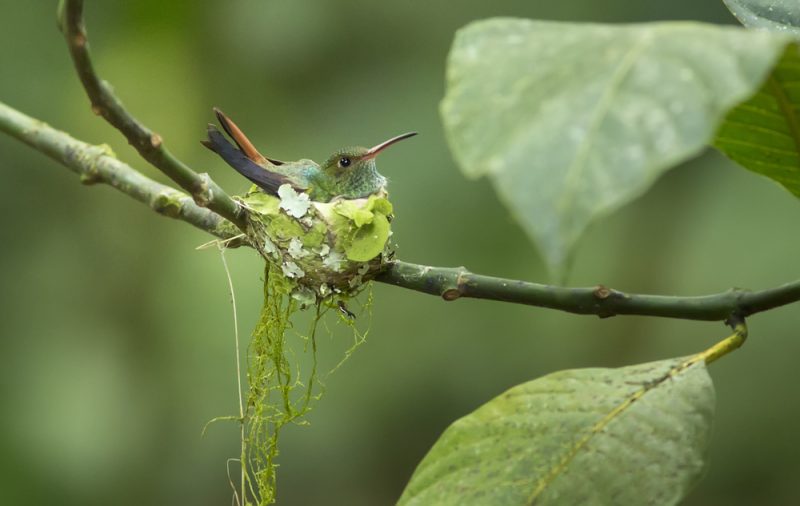 kolibri im nest