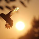 kolibri in der sonne