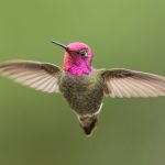 kolibri rosa kopf