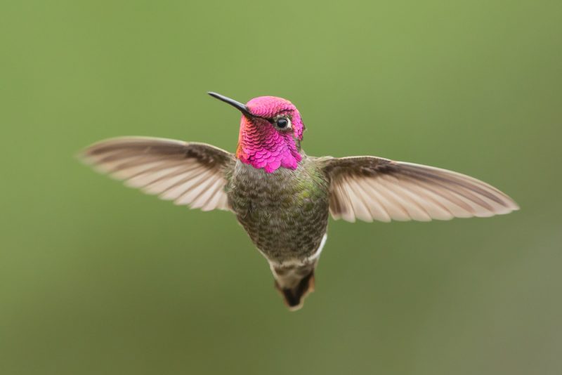 kolibri rosa kopf