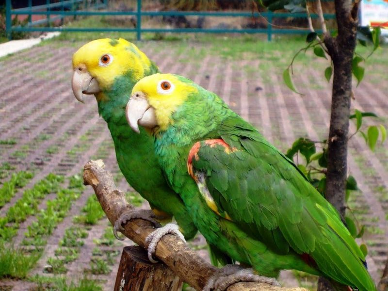 papagaeienpaar