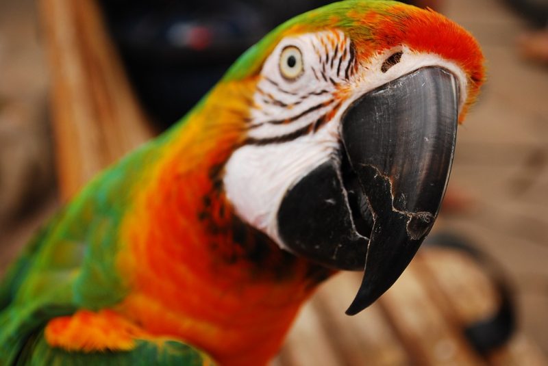 schöner papagai