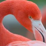 Flamingos (Phoenicopteridae)