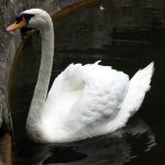 Höckerschwan (Cygnus olor)