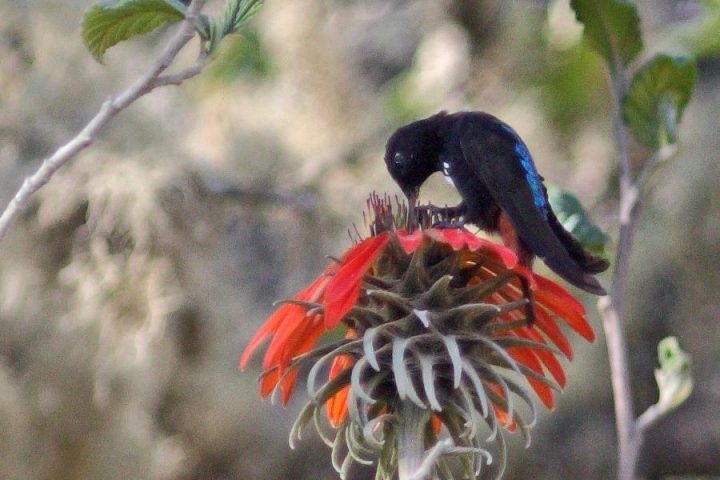 Schwarzbauch-Andenkolibri (Aglaeactis pamela), auch als Pamelakolibri