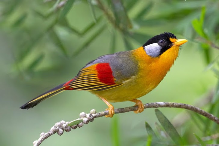 Sonnenvogel (Leiothrix argentauris)