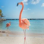 flamingo am strand