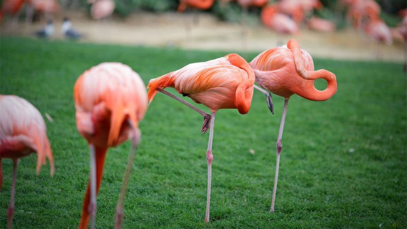 flamingo auf einen bein