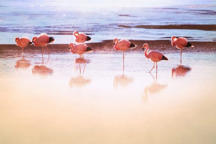 flamingos am see