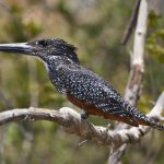 Afrikanischer Riesenvogel