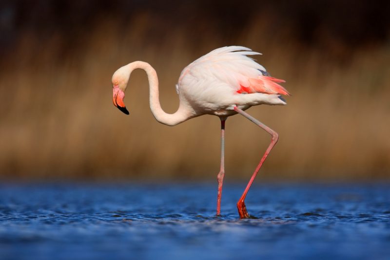 rosa flamingo