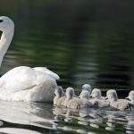 weiser schwan mit küken