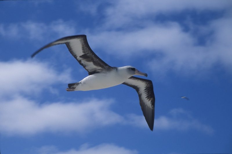 1 Albatrosse (Diomedeidae) (2)