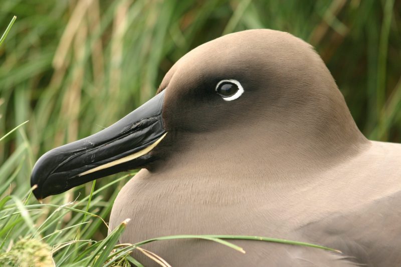 Albatrosse (Diomedeidae)