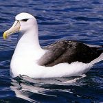 Albatrosse (Diomedeidae) (2)