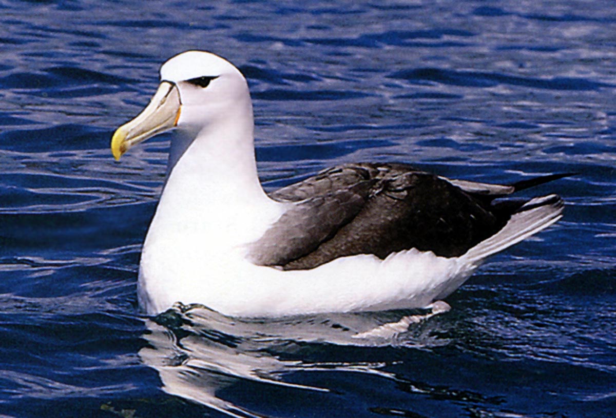 Albatrosse (Diomedeidae)