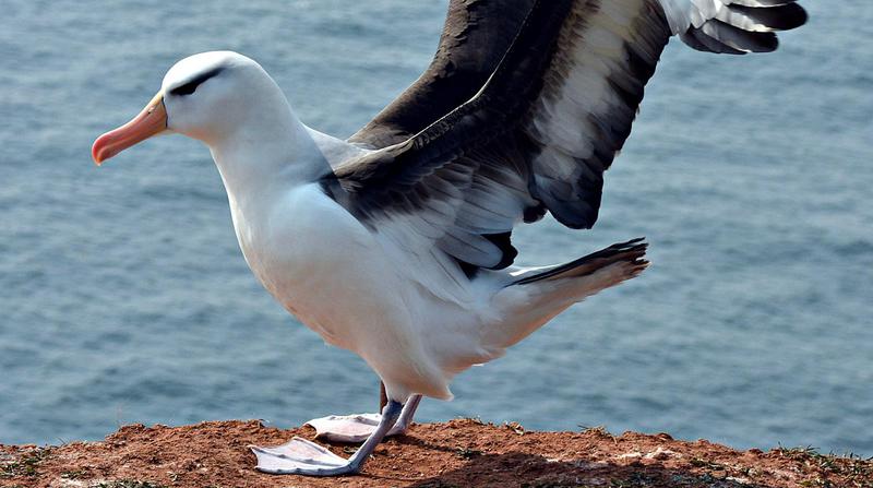 Albatrosse (Diomedeidae) (2)2