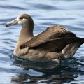 Schwarzfußalbatros (Phoebastria nigripes)